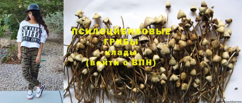 Псилоцибиновые грибы Psilocybe  Орёл 